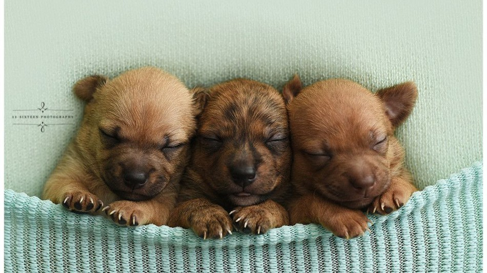 Galéria: Menhelykutyusokat fotózott egy kisbabafényképészetre szakosodott házaspár, pont olyan beállításokkal, mintha embergyerekek lennének