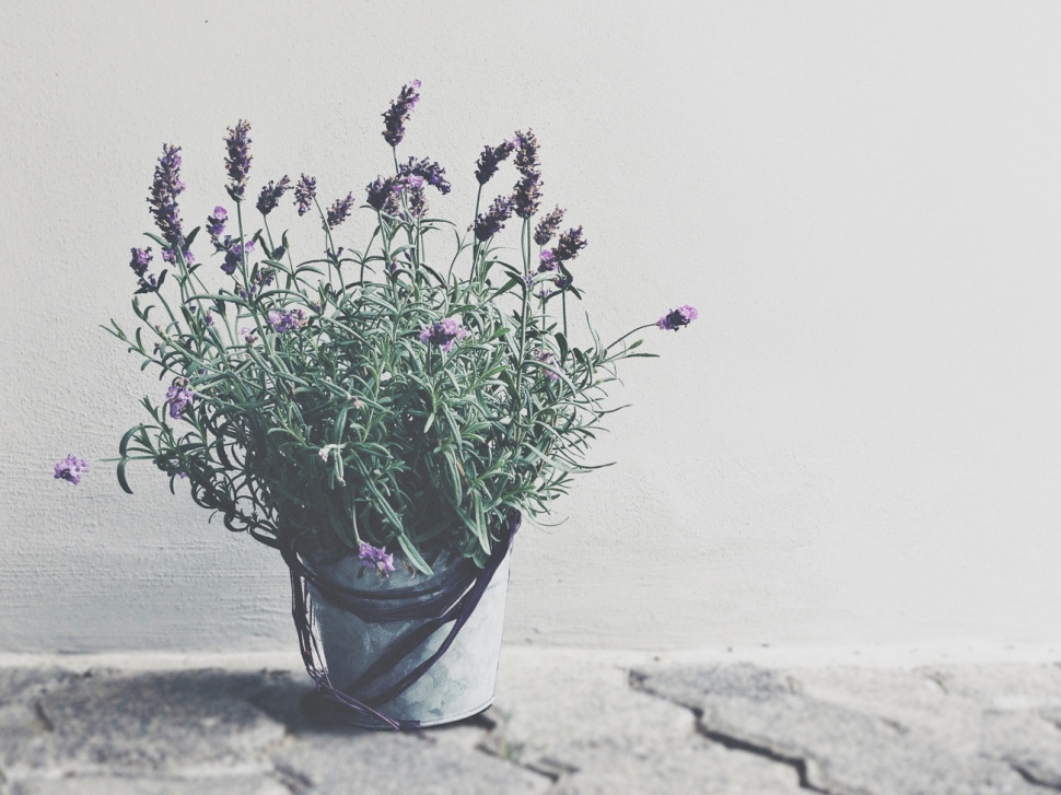 Galéria: Tudományosan bizonyított, hogy ennek az 5 szobanövénynek a társaságában jobb kedved lesz