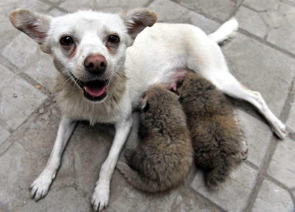 Galéria: A világ legjobb anyukái: 13 állat, amely másfajta állatokról gondoskodik (fotók és videók)