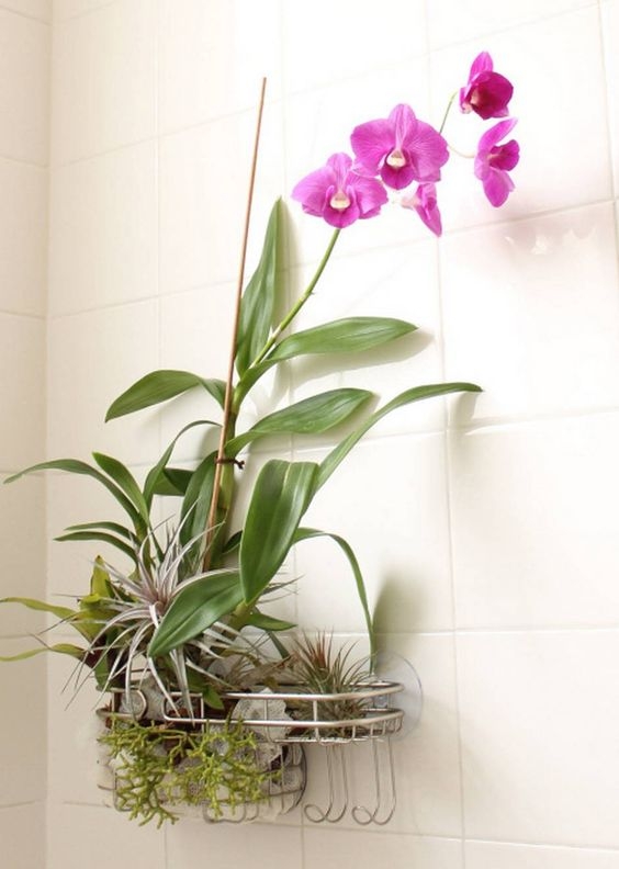 Galéria: Nem marad meg az orchideád? Ezt rontod el...