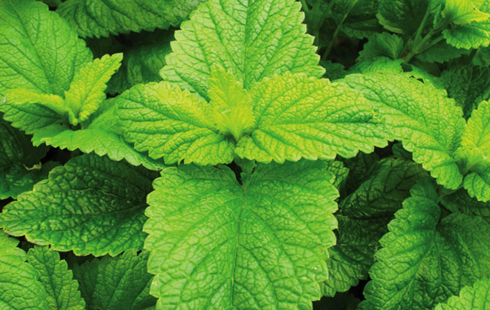 Galéria: Nagyanyám temészetes receptje fejfájás ellen