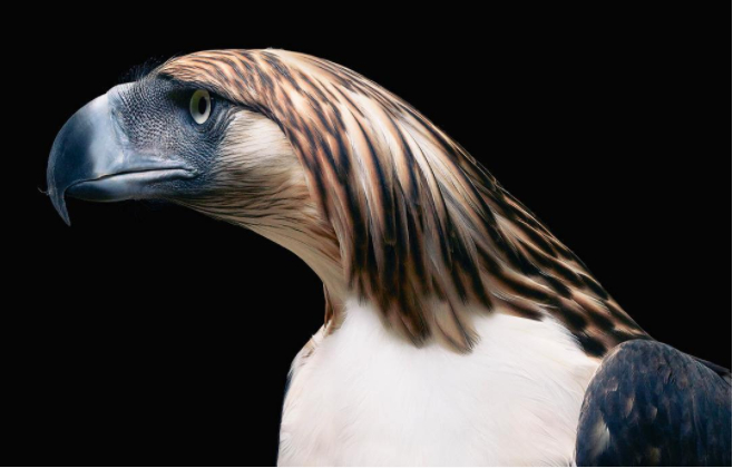 Galéria: 14 meglehetősen kifejező portré veszélyeztetett állatokról