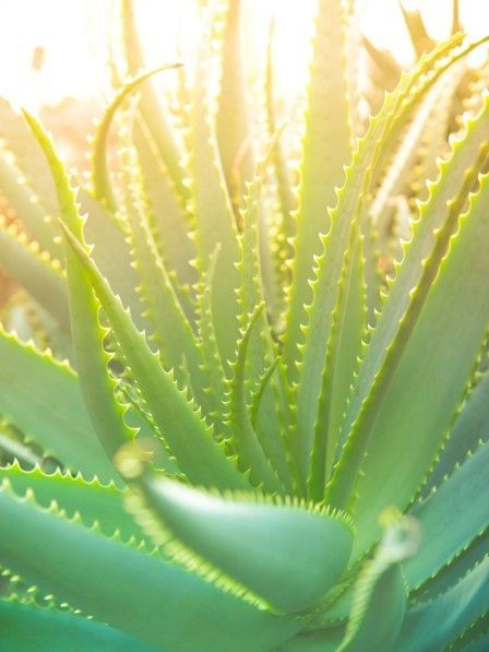 Galéria: Természetes bőrápolás otthon