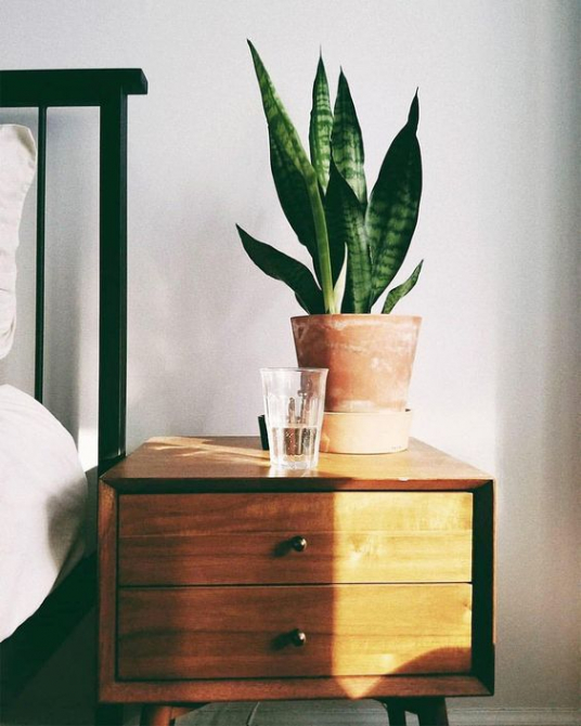 Galéria: A legjobb alvást segítő növények