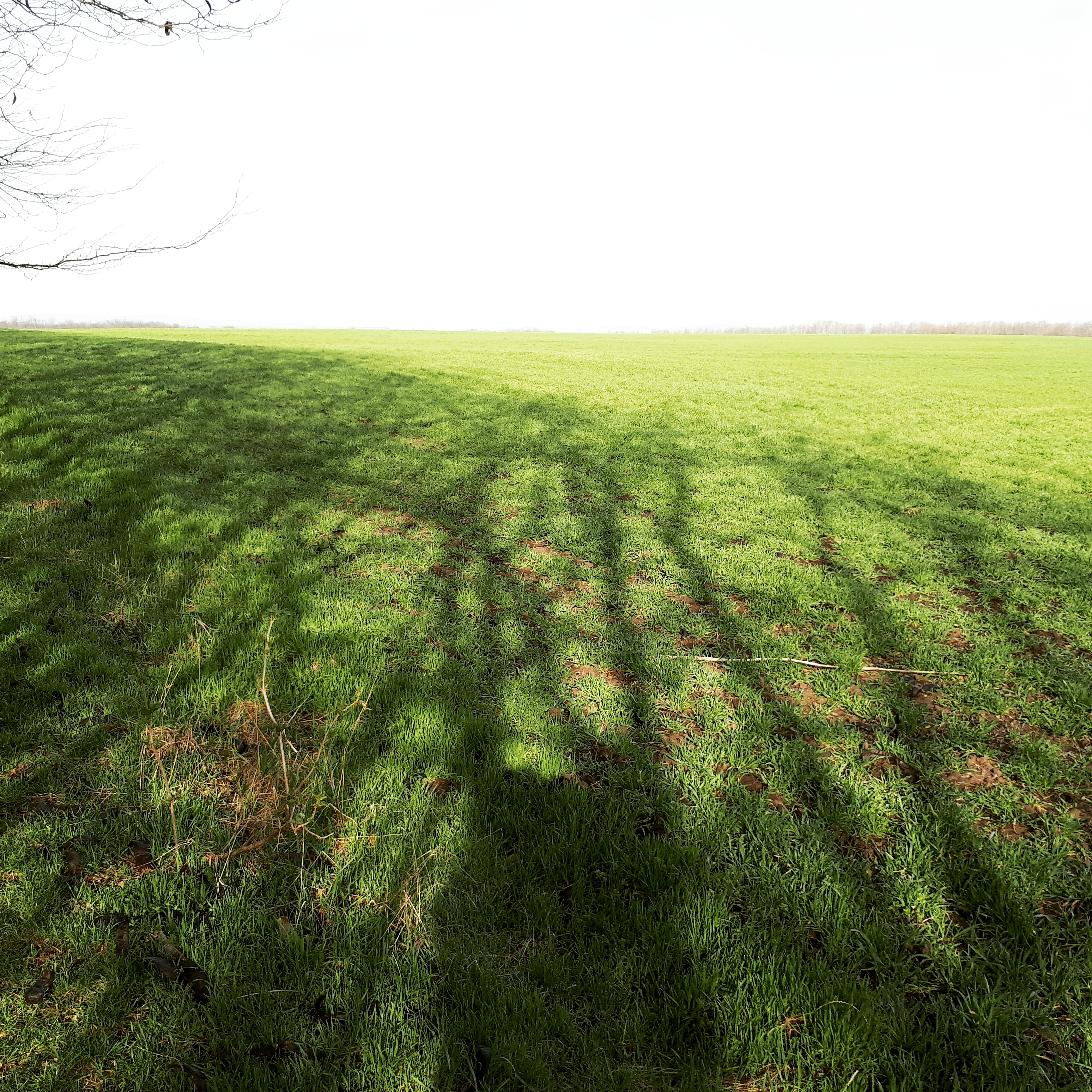 Galéria: A kedvenc fotóim, amiket kutyasétáltatás közben készítettem