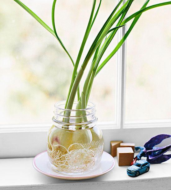 Galéria: Rovarűző növények, amik még dekoratívak is