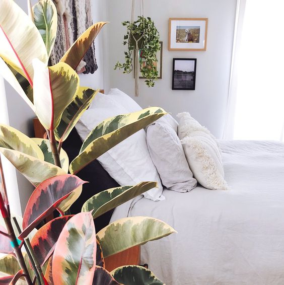 Galéria: 8 növény stressz ellen