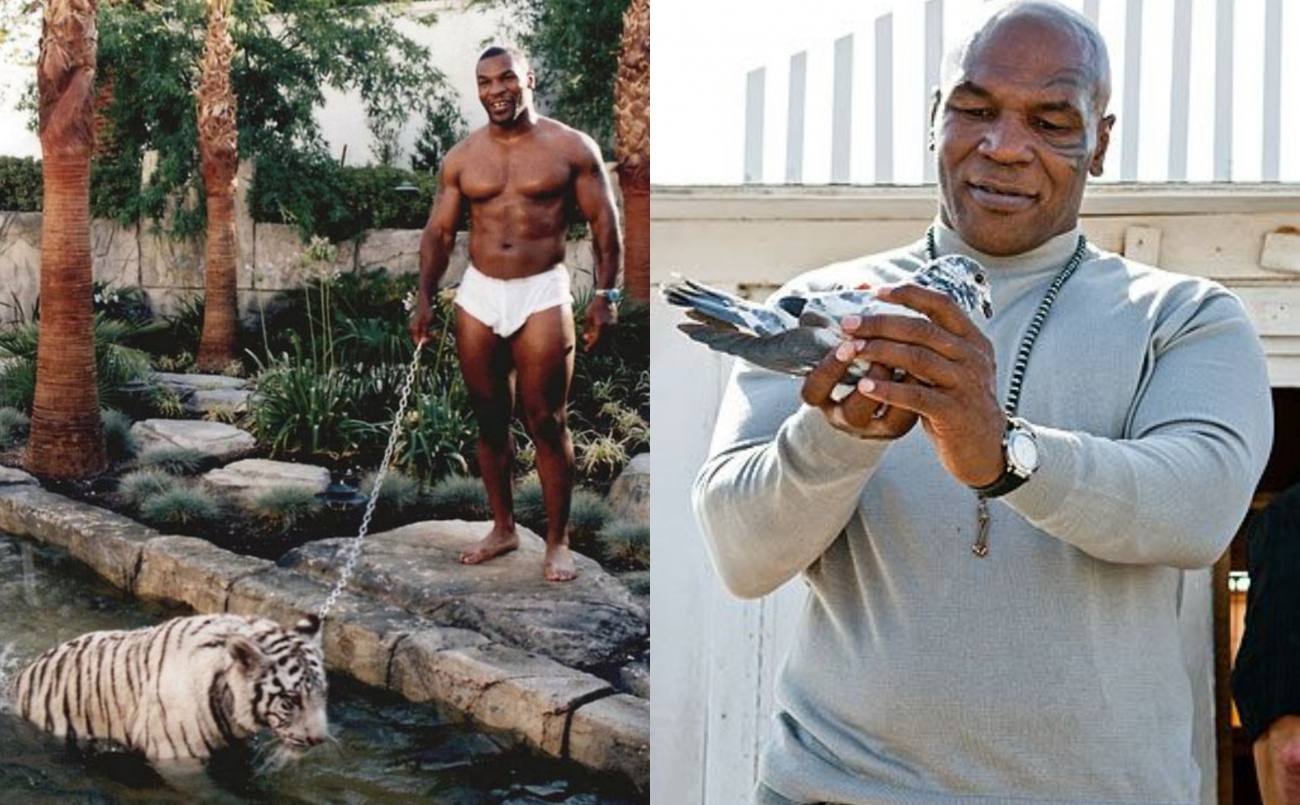 Galéria: Ezek a vadon élő állatok a hírességek házikedvencei