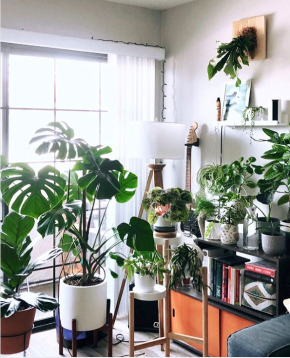 Galéria: A legmenőbb szobanövény-oldalak Instán