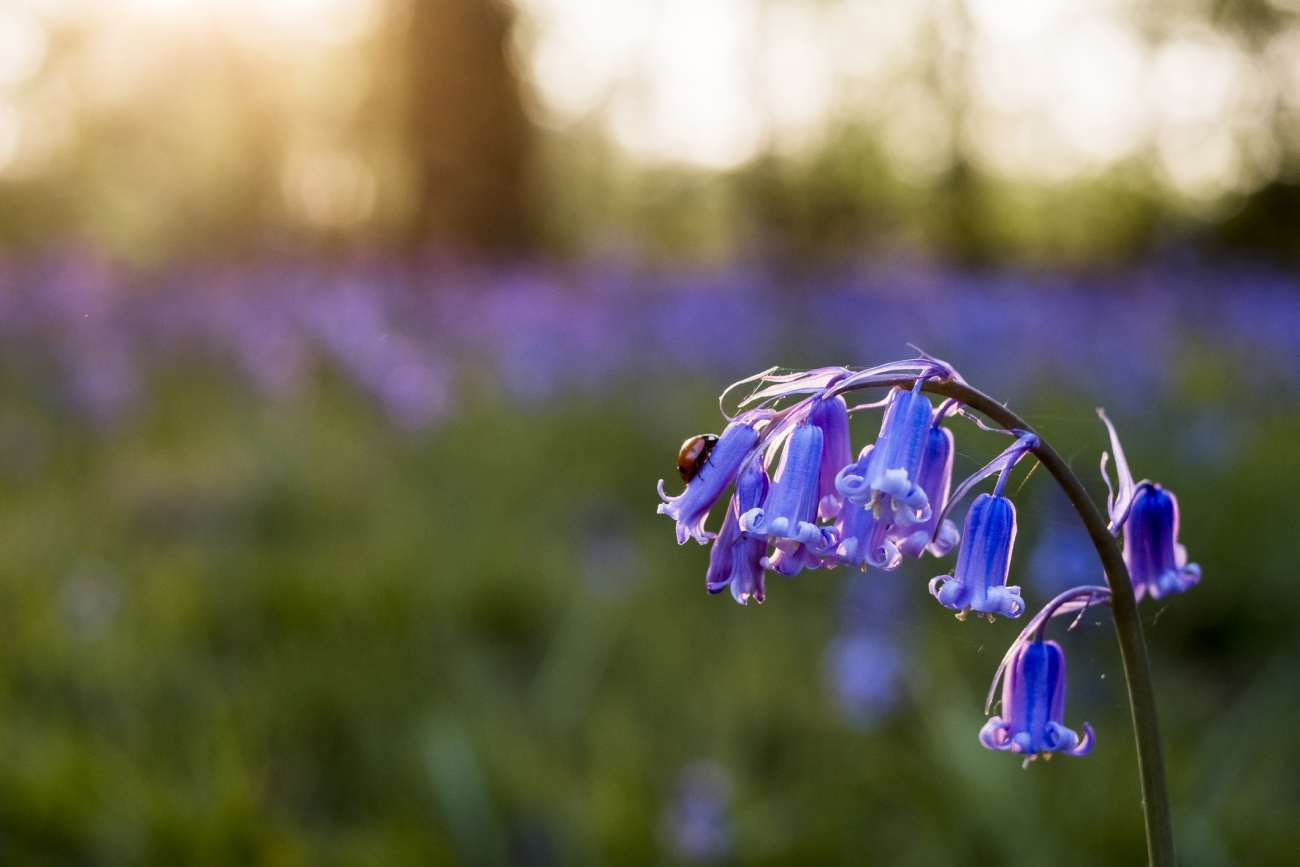 Galéria: Kora tavaszi virágok, amik nem hiányozhatnak a kertedből