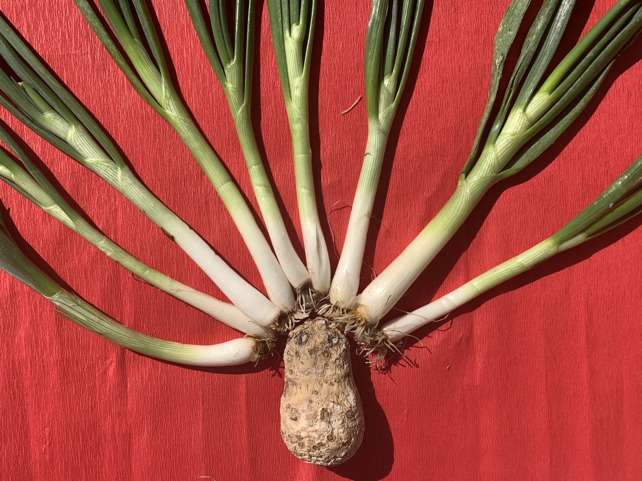 Galéria: Egy jóképű zeller útja a világ körül - Farkas Melinda hobbifotós sorozata a karatnénból