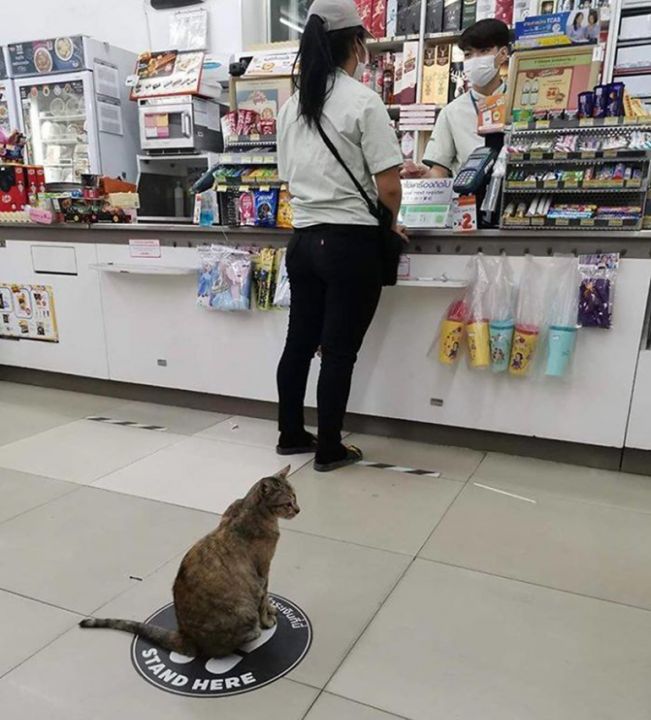 Galéria: Még az állatok is komolyan veszik a szociális távolságtartást