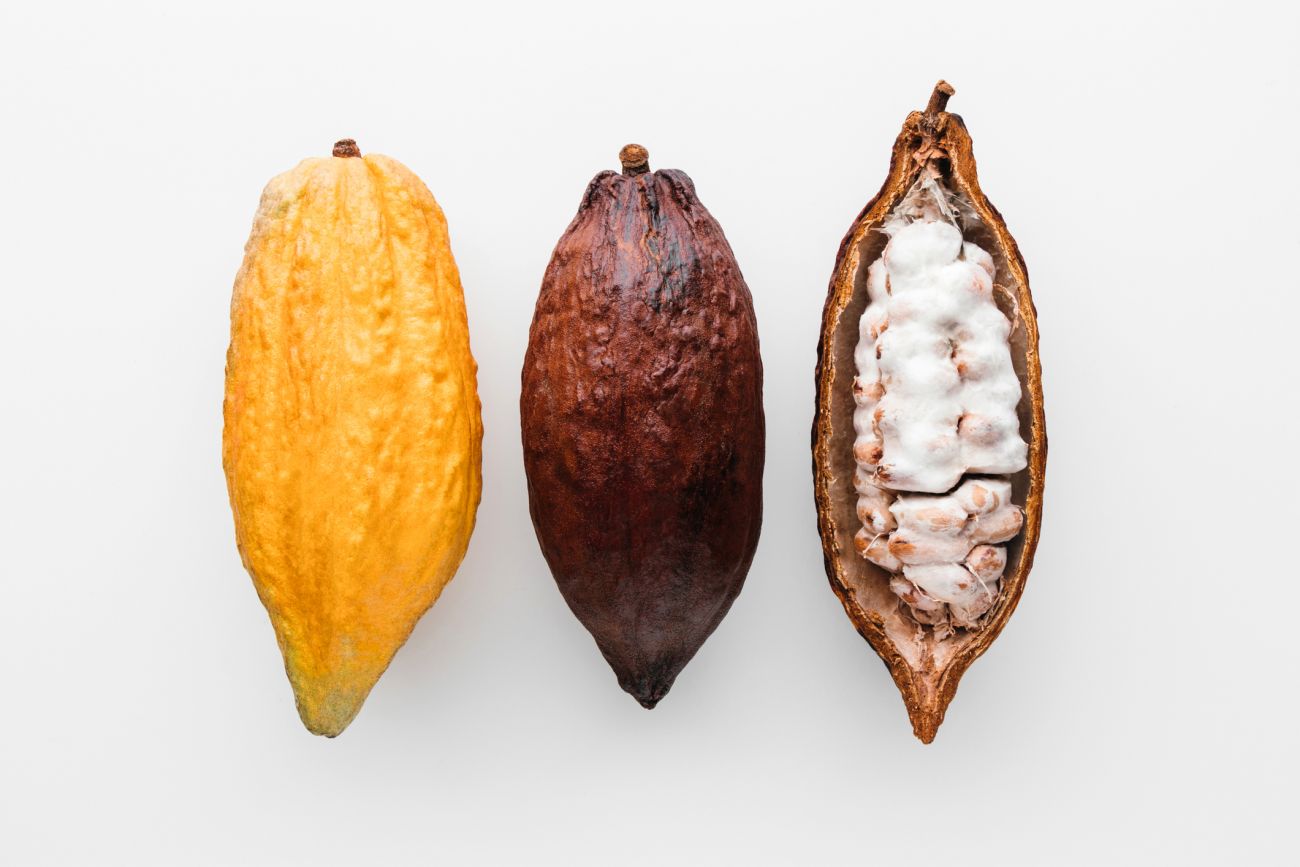 Theobroma cacao