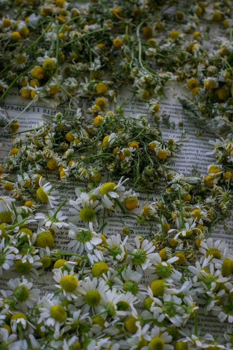 Galéria: 10 hasznos gyógynövény