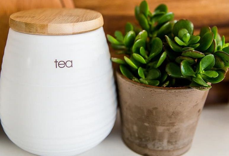 Galéria: Öt szobanövény, ami átvészeli a telet