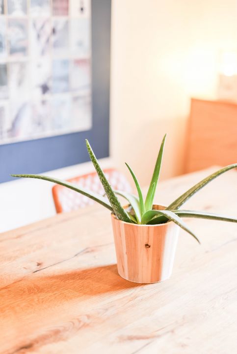 Galéria: Ezekkel a szobanövényekkel vedd körbe magad a stressz ellen
