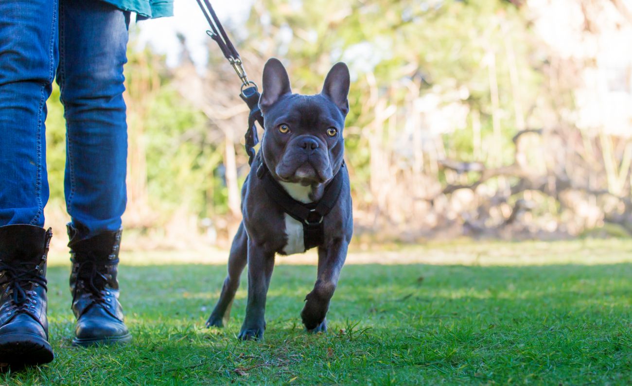 Galéria: 4 gazditípus, akivel már lehet, hogy te is összefutottál a kutyádat sétáltatva