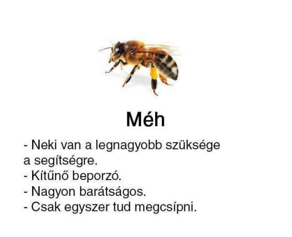 Galéria: Méh, dongó, darázs? Te ismered őket?