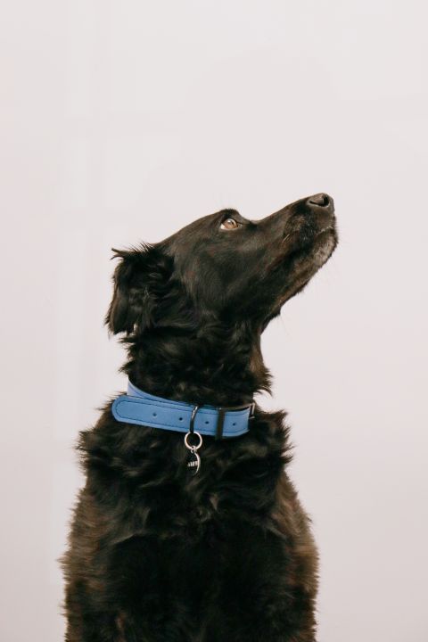 Galéria: Black Dog Club kollekció