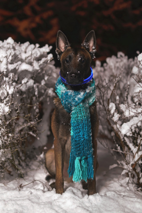 Galéria: Ezekre figyelj, ha sötétben sétáltatod a kutyád