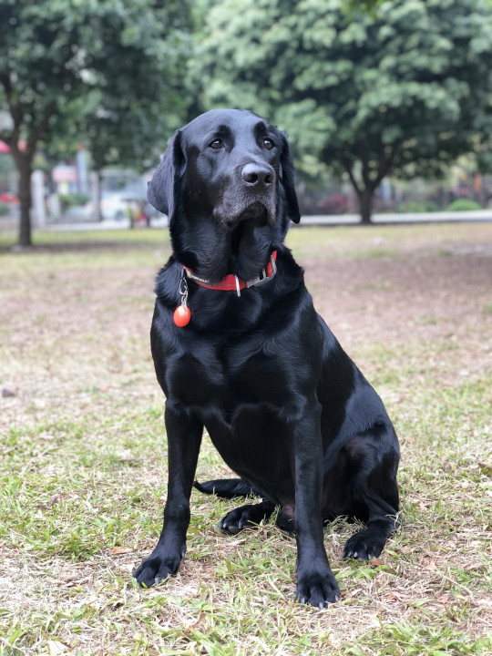 Galéria: 6 kutyafajta gyerekes családoknak