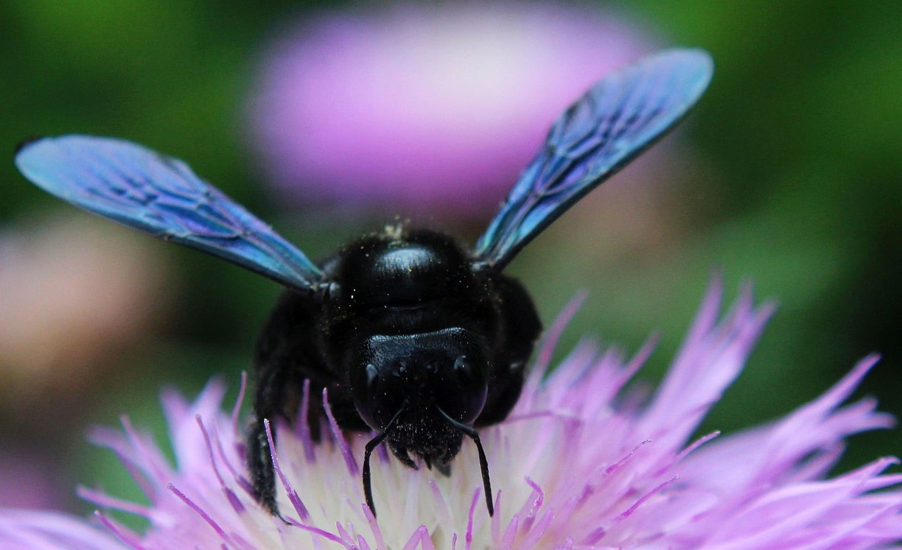 Galéria: 5 darázsnak hitt rovar, akitől nincs miért tartanod