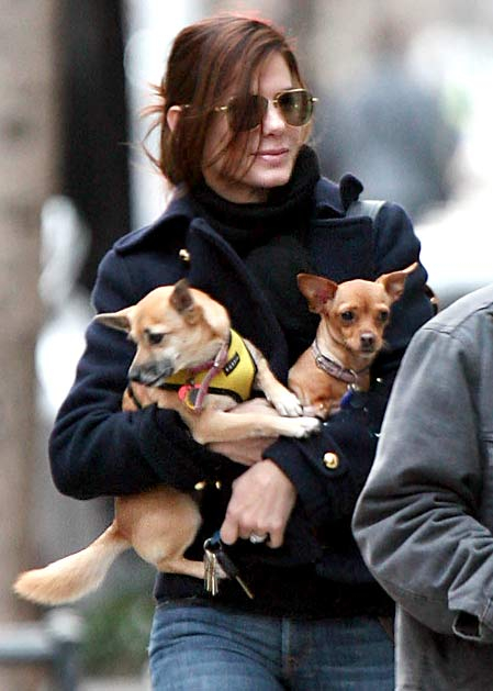 Galéria: Sztárok örökbefogadott kutyái