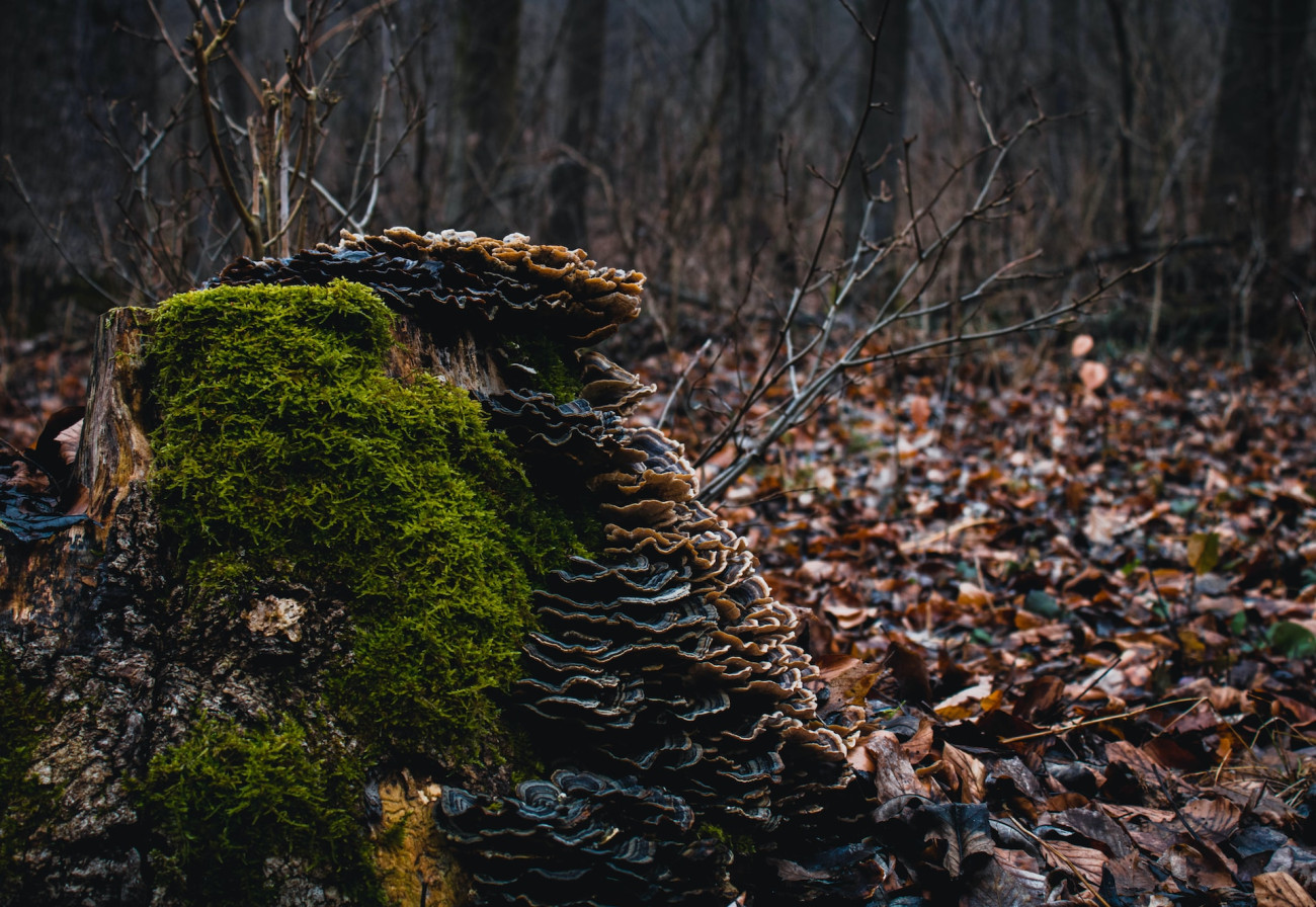Galéria: Túraútvonalak Budapest közelében