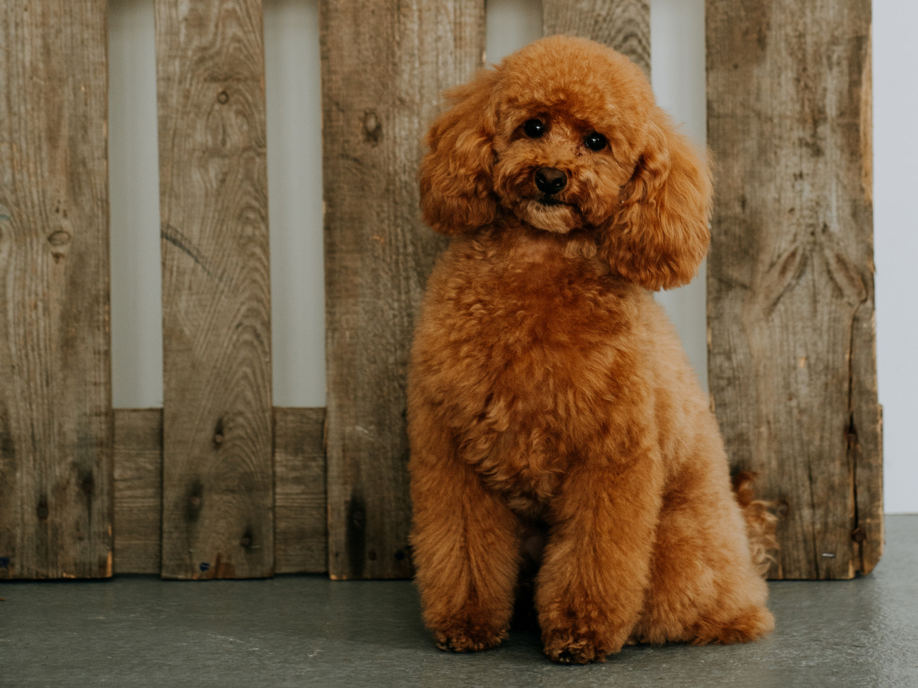 Galéria: 11 vicces dolog, amiben a kutyám hasonlít a gyerekeimre