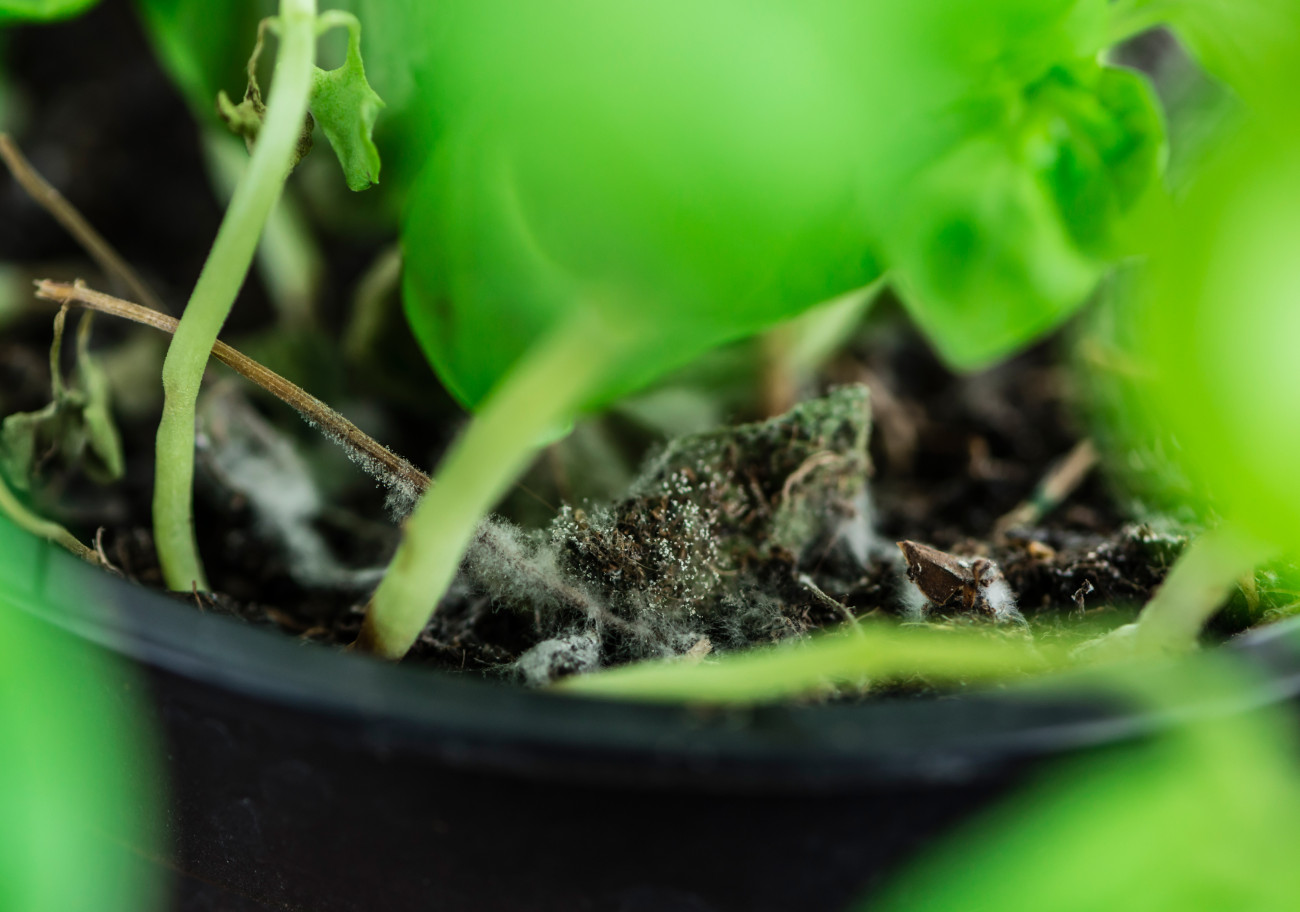 Galéria: 5 trükk, hogy megszabadítsd szobanövényeidet a penésztől