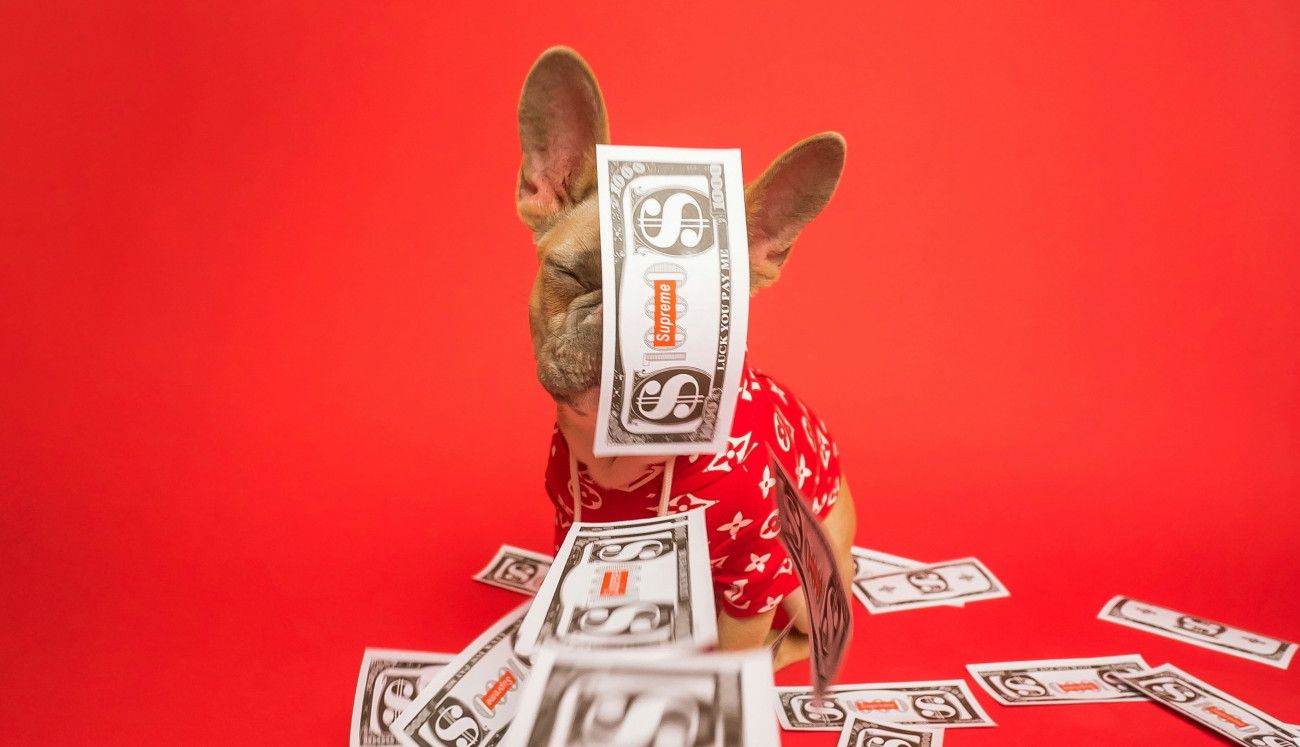 Galéria: Így élnek a világ leggazdagabb kisállatai 