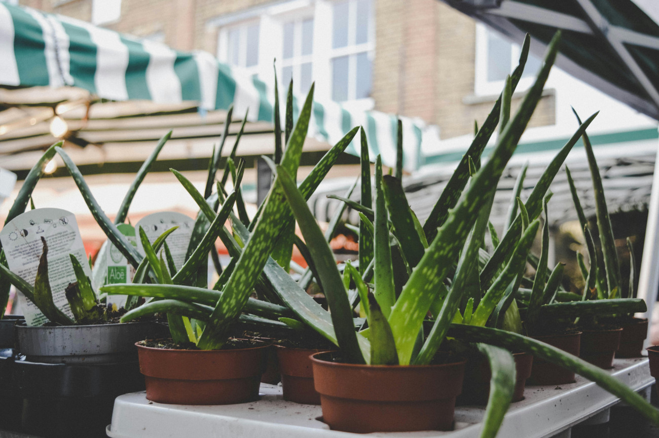Az aloe vera 9 jtkony hatsa: nem csak laksod ke lehet ez a  csodanvny! | va magazin
