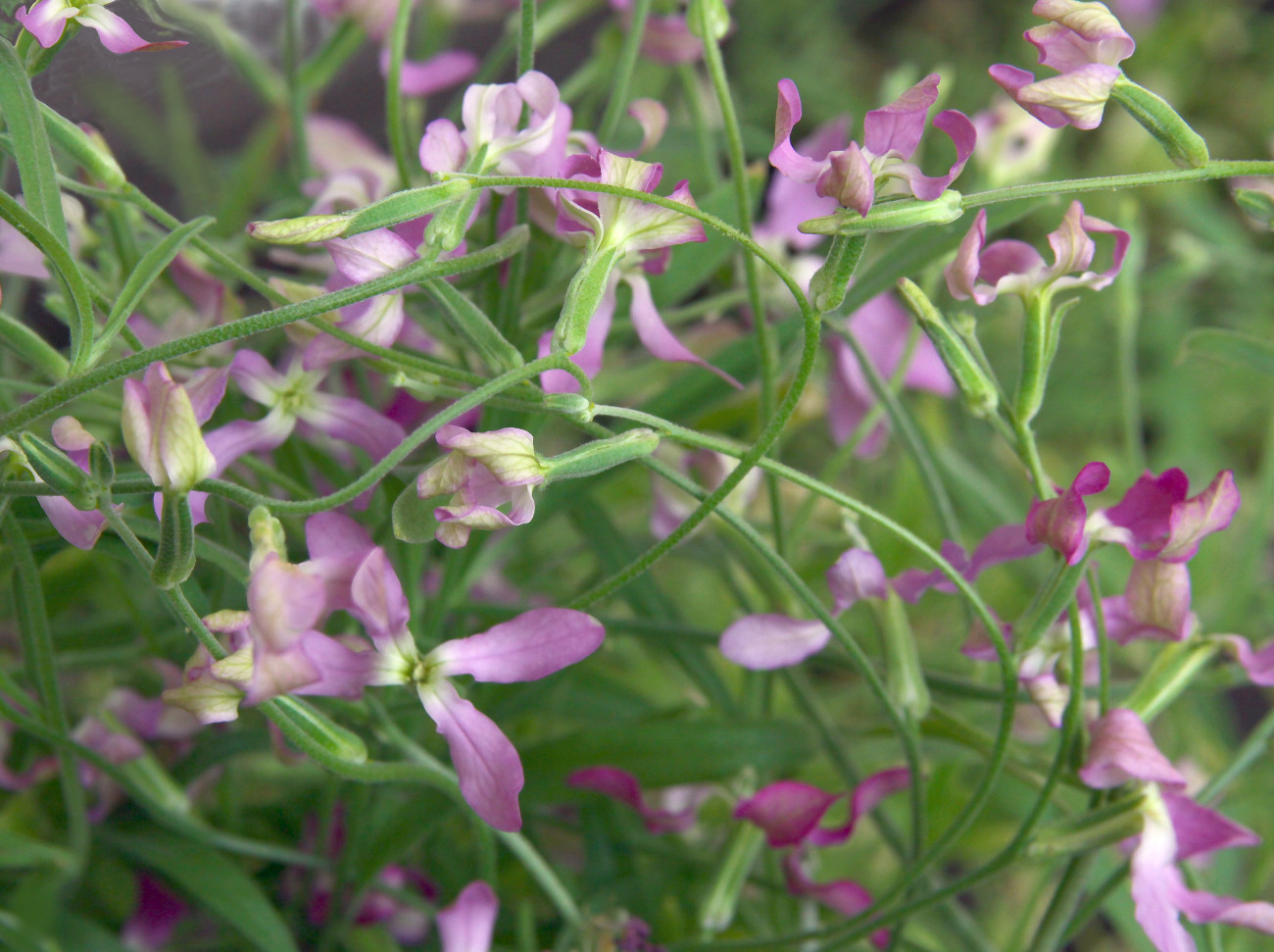Galéria: Ezeket a növényeket még májusban is elültetheted