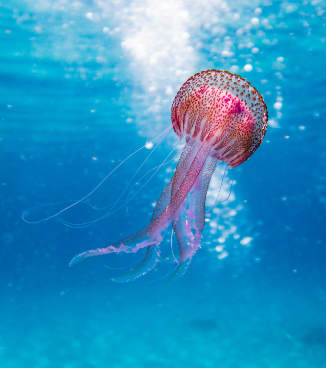 Galéria: 7 állat, ami meglepően sokáig él! Az egyik több mint 400 évig is köztünk van!