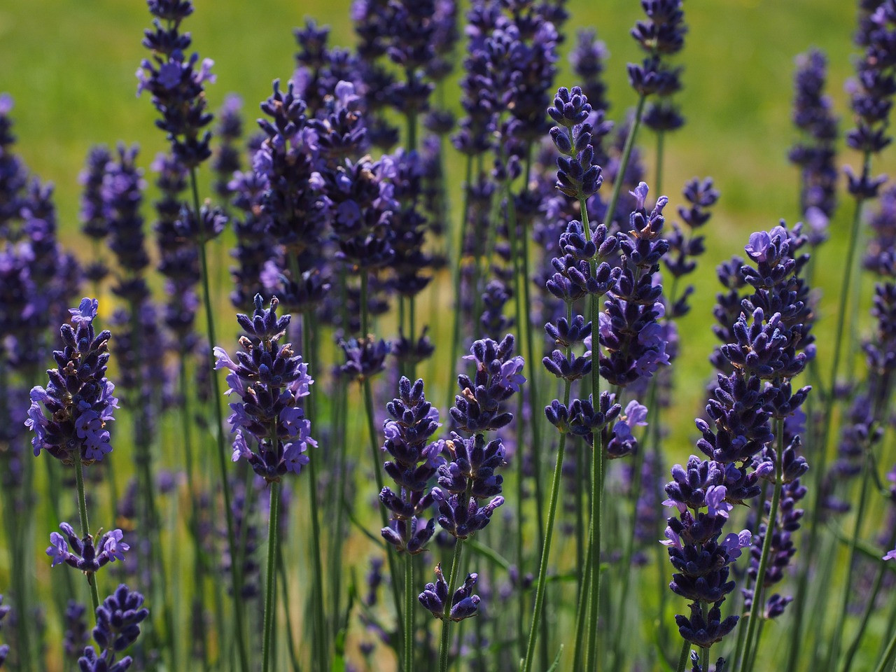 Galéria: Szárazságtűrő spártai növények a balkonra