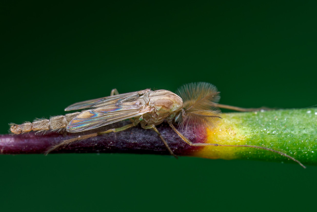 Galéria: 6 fontos dolog, amit tudnod kell az árvaszúnyogokkal kapcsolatban