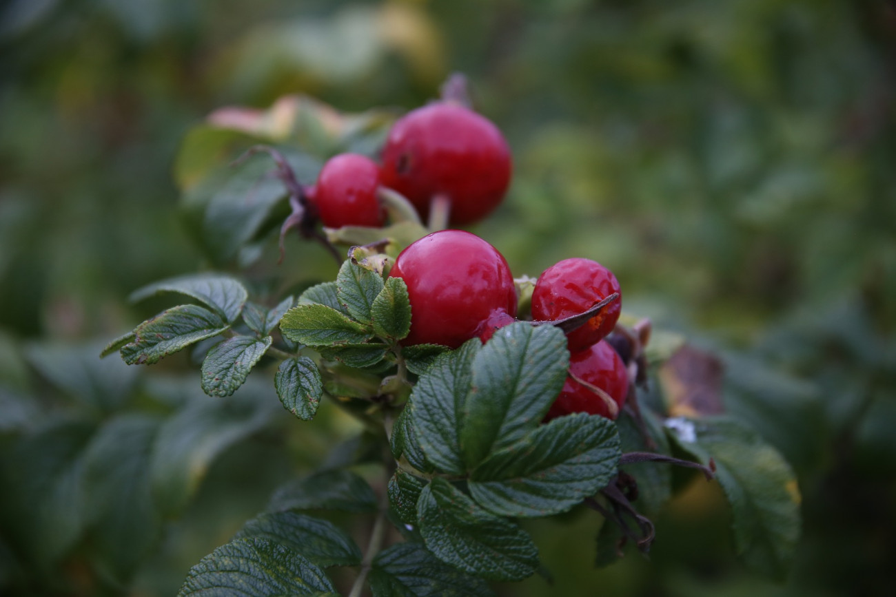 Galéria: Bogyós növények a kertbe, amikről sokan megfeledkeznek