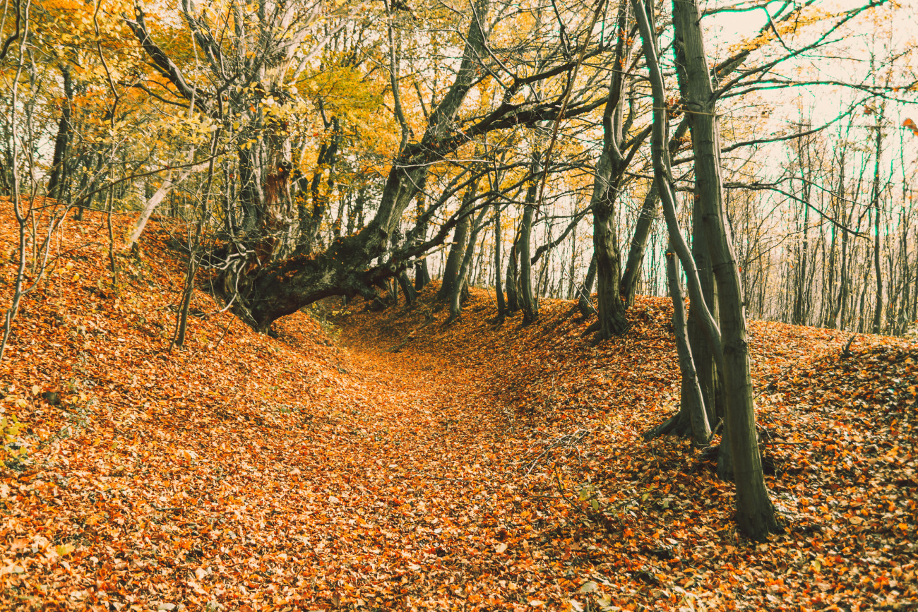 Galéria: 5 kedvenc helyünk a Bakonyban: fedezd fel a környék csodás őszi arcát