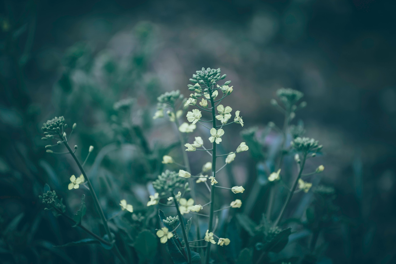 Galéria: 8 kora tavaszi gyógynövény, amit most kell begyűjteni