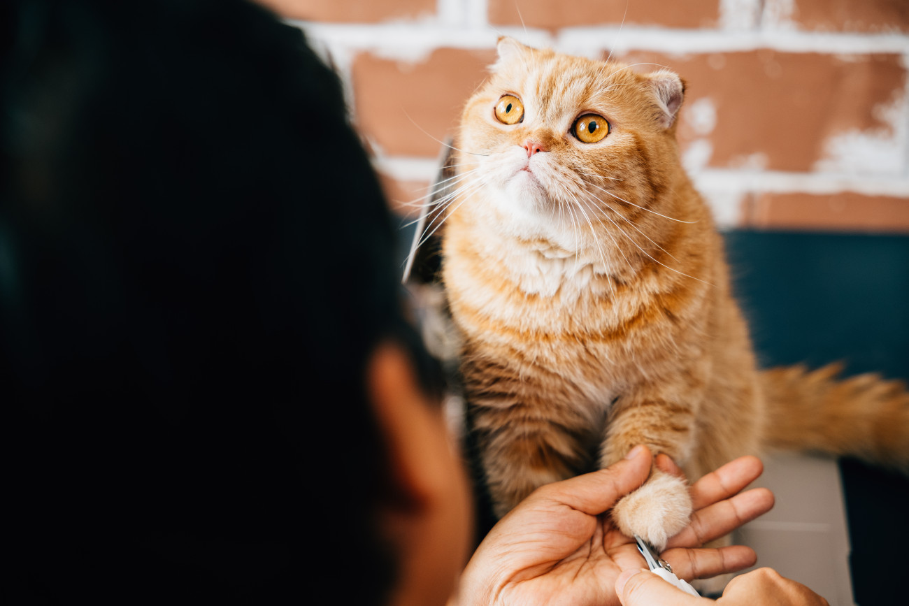 Galéria: 7 betegség, amit macskáktól kaphatunk el