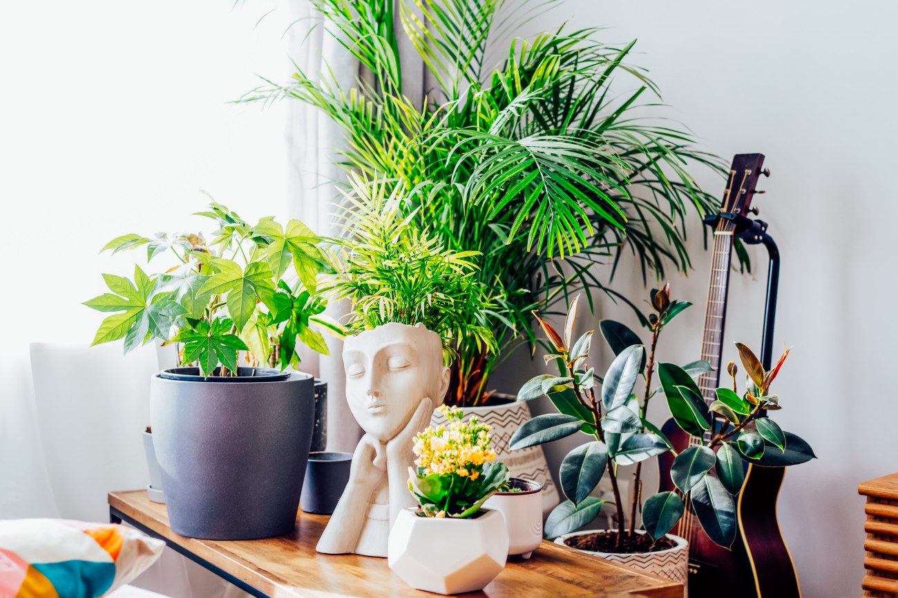 Galéria: A szobanövények 6 legfontosabb pozitív hatása