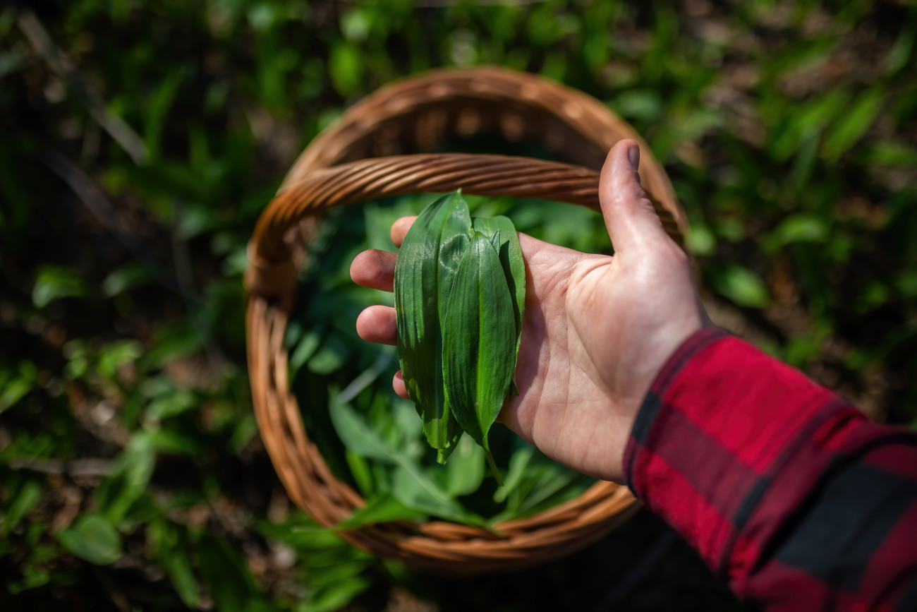 Galéria: A medvehagyma 7 jótékony hatása 