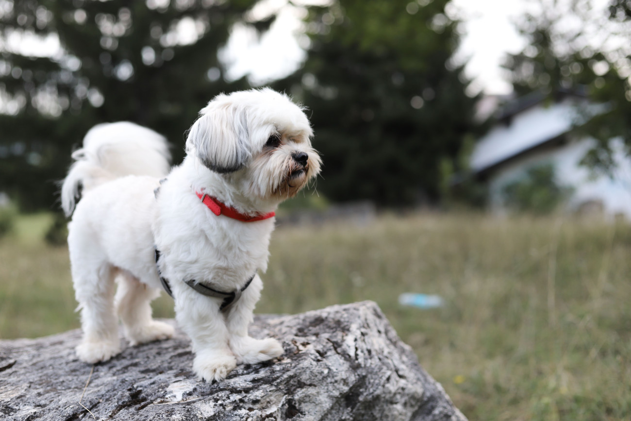Galéria: Ez a 10 legnépszerűbb kutyafajta Magyarországon