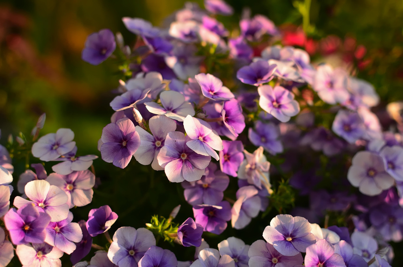 Galéria: 12 csodás növény, ami a sziklakert ékköve lehet