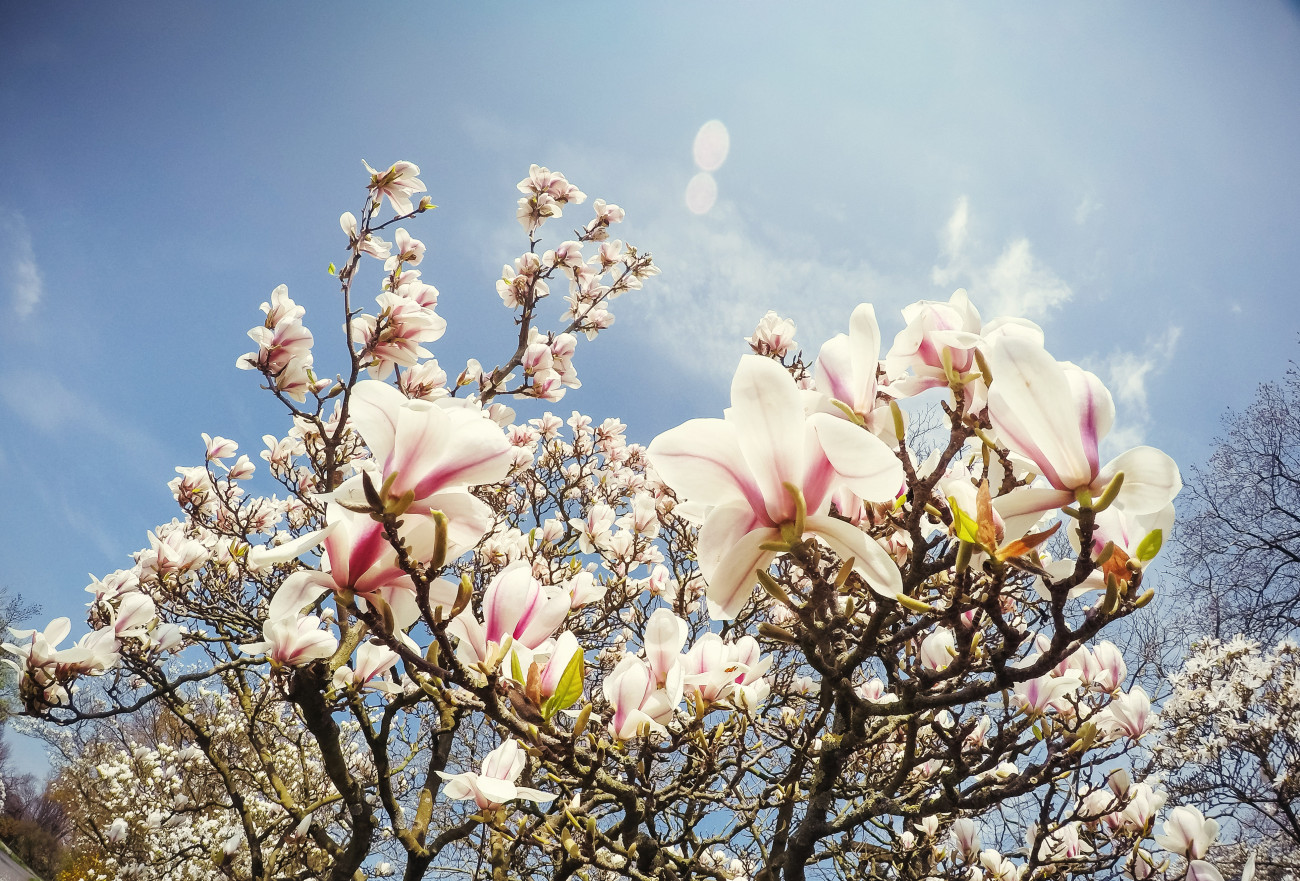 Galéria: Növények, amiket inkább ne ültess a kertbe