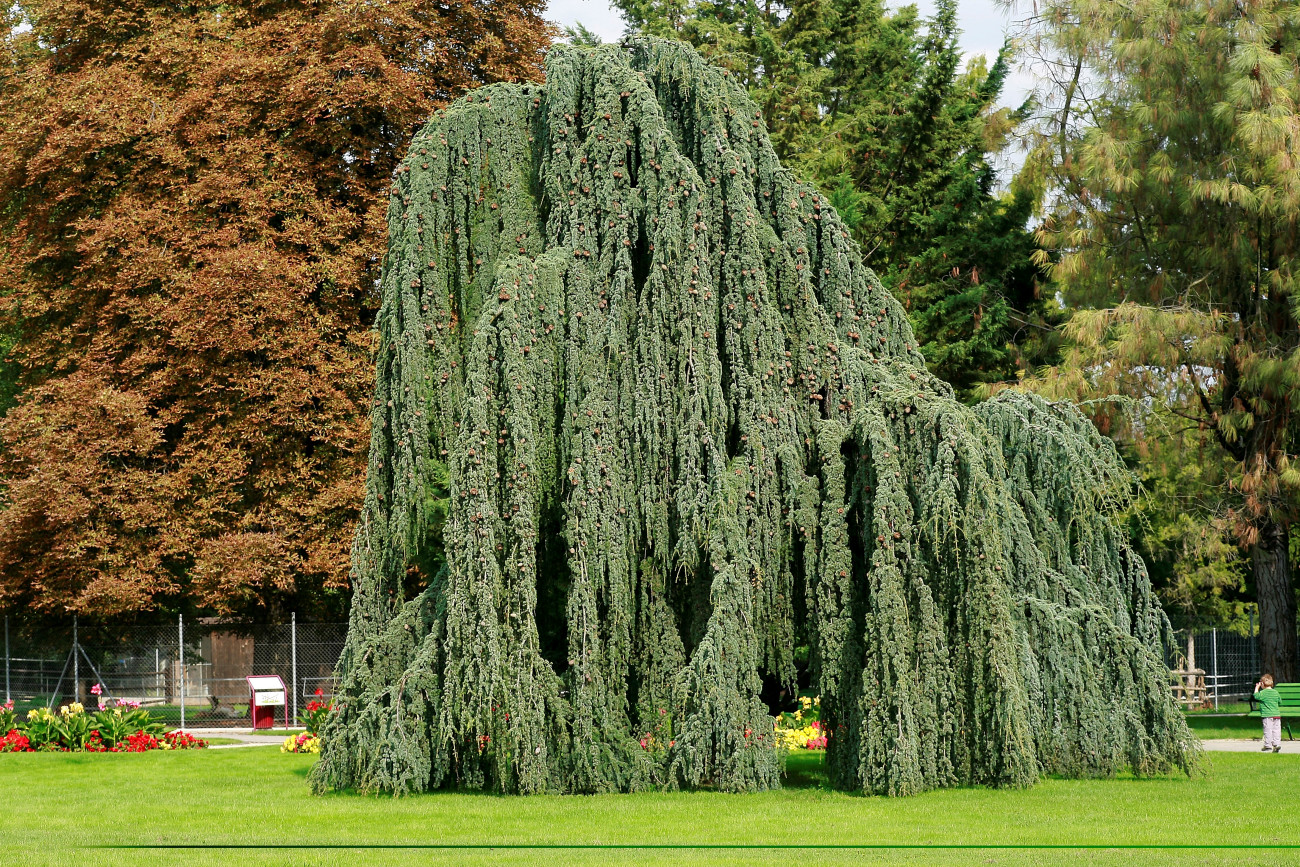 Galéria: 8 különleges örökzöld növény, amitől egyedi lesz a kert