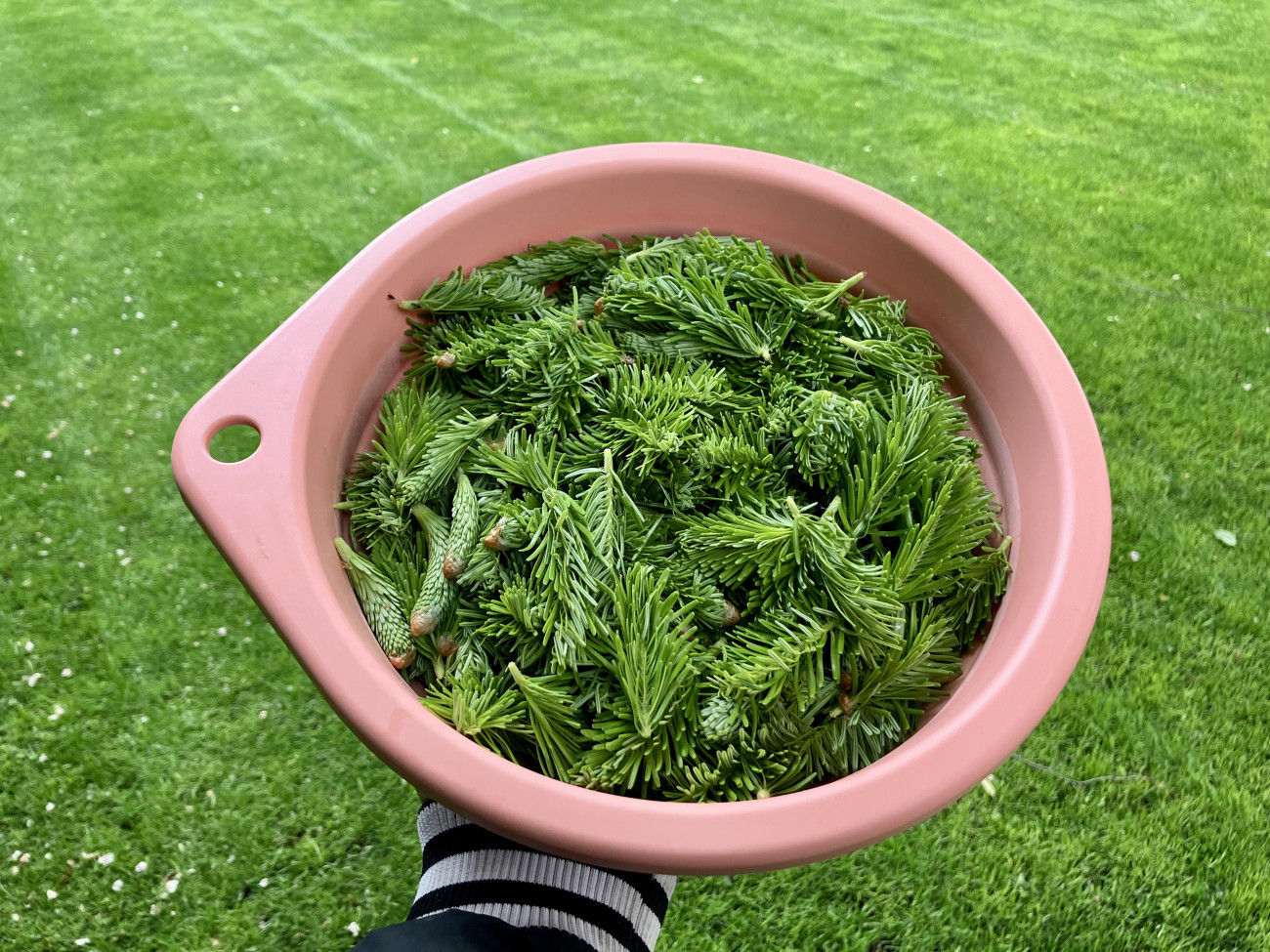 Galéria: A házi fenyőszirup receptje lépésről lépésre