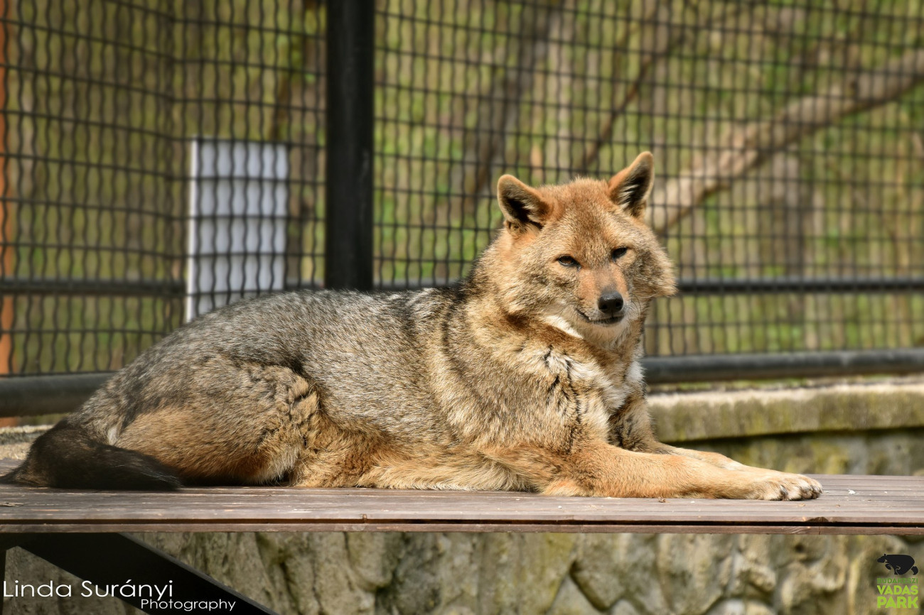 Galéria: Ezek a legjobb vadasparkok és szafarik Magyarországon