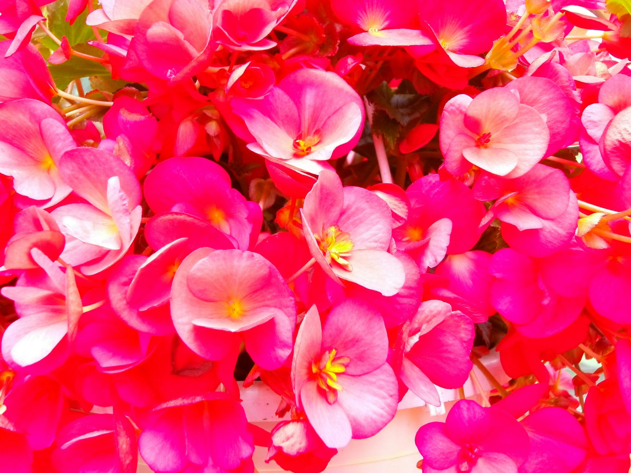 Galéria: 8 balkonnövény a teraszra és az erkélyre