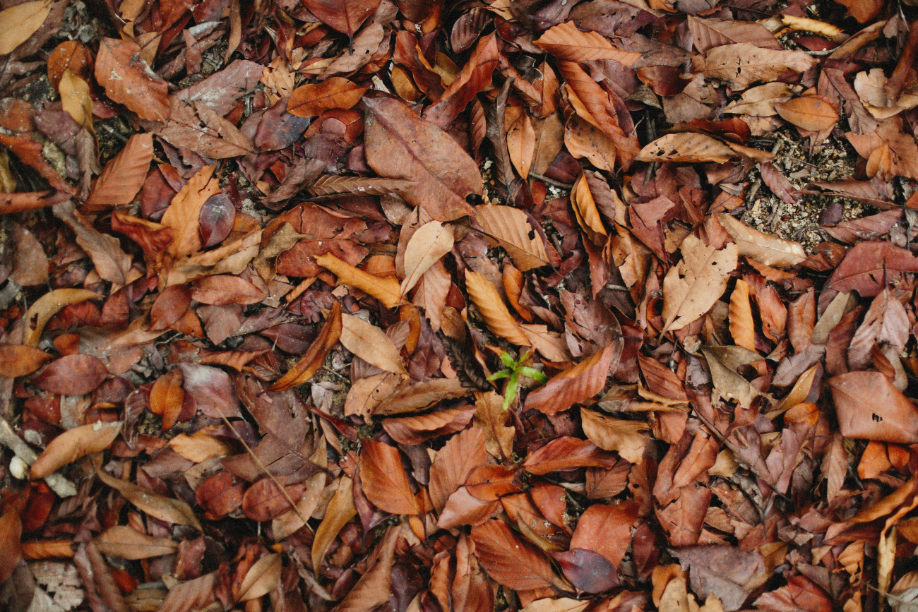 Galéria: Őszi kerti teendők, amiket még a fagyok előtt kell sort keríteni